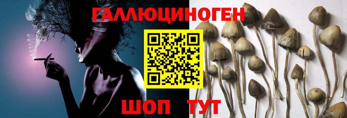Псилоцибиновые грибы Cubensis  Вход с VPN  купить   Кстово 